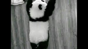 صور باندا لطيف Cute Panda Youtube
