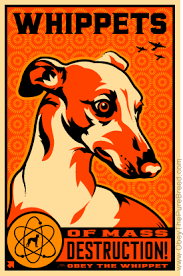 Whippet Wmds Obey The Pure Breed The Dog Revolution Whippet Dog Poster Whippet Dog