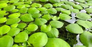 It needs minimal maintenance, which makes it a fuss free plant to have. The 8 Best Freshwater Floating Aquarium Plants