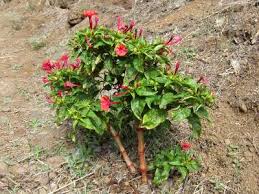 Image result for Mirabilis jalapa