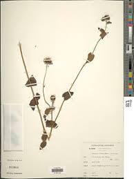 Image result for Anisopappus chinensis