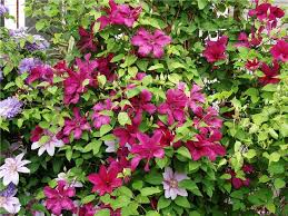 Maybe you would like to learn more about one of these? Clematis Cardinal Vyshinsky Landing And Care Clematis Cardinal Vyshinsky Landing Cultivation And Care Growing Conditions From Landing To Trimming