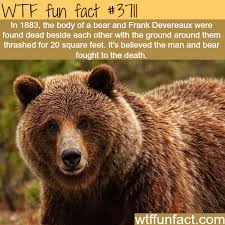 Bear And Man Fight Animal Facts Fun Facts About Animals Fun Facts