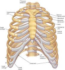 The human rib cage (thoracic cage) has the very important job of protecting the heart and lungs. Skeletal System Diagrams Human Body Anatomy Rib Cage Anatomy Human Ribs