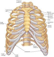 The rib cage is formed by the sternum, costal cartilage, ribs, and the bodies of the thoracic vertebrae. Skeletal System Diagrams Human Body Anatomy Human Ribs Skeletal System Anatomy