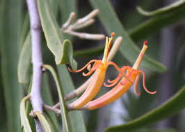 Image result for Loranthaceae