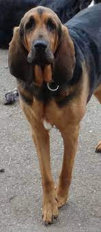 We also strive to promote responsible pet ownership through education and example. Pets For Adoption At Second Chance Pet Rescue In Coeur D Alene Id Petfinder