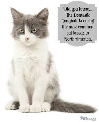 As such, different cat breeds have different life expectancies. Domestic Longhair Cat Information And Pictures Petguide