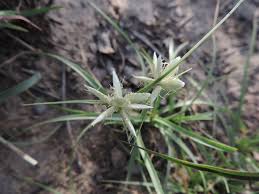 Image result for Cyperus niveus