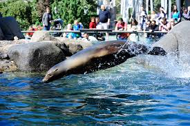 Do you like this video? Central Park Zoo Vamzio