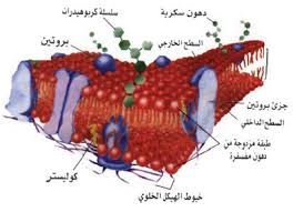 الغشاء الخلوي موسوعة العلوم