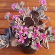 Image result for Kalanchoe pumila
