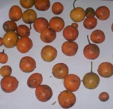 Image result for Garcinia kingaensis