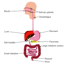 When you take in food, it gets physically broken down into smaller pieces by your teeth. What Is The Journey Like For A Bacon Lettuce And Tomato Sandwich Through A Person S Digestion System Start With The Mouth And Ending With Absorption Include Where The Digestion Of Fats Carbohydrates