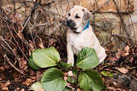 We did not find results for: The 11 Most Poisonous Plants For Dogs Rover