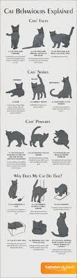 Cat Behaviours Explained Cat Behavior Cute Animals Cute Cats