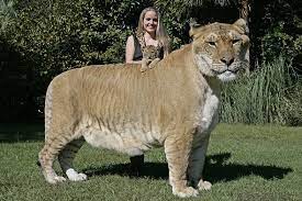 League of legends tier lists :: Liger Die Grosste Katze Der Welt Bericht Wwf Jugend