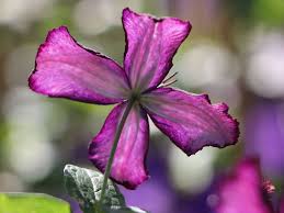 Easy to grow, with excellent disease and pest resistance. Clematis Dark Eyes Clematis Viticella Dark Eyes Baumschule Horstmann