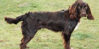 Image result for německý křepelák postava