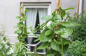 Some plants hardly grow without sunlight. 23 And Me My Favorite Edible Plants To Grow In Shade Gardenista