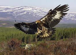 Adler