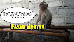 We did not find results for: Monyet Lucu Youtube