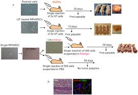 Mesothelioma, tumor that arises from the sheet of cells known as the mesothelium, which lines body cavities and forms the pleura and peritoneum tissue . Plos One Multipotent Cancer Stem Cells Derived From Human Malignant Peritoneal Mesothelioma Promote Tumorigenesis