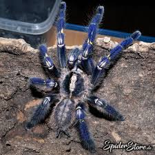 Join the fan club to become the fifth member of meta. Die 15 Besten Ideen Zu Poecilotheria Metallica Vogelspinnen Spinne Vogelspinne