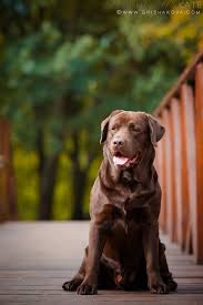 Labrador Retriever Labrador In 2020 Labrador Retriever Dog Labrador Retriever Labrador Dog