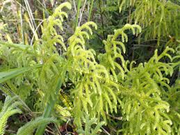 Image result for Lycopodiella cernua
