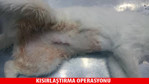 Winpet Kedi Ve Kopekler Icin Yara Koruyucu Korse
