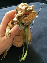 Pin On Pets