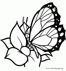 Butterfly coloring pages are fun to color, and can teach your child about the life cycle and other science concepts. Beautiful Butterfly Coloring Page Coloring Home