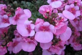 Image result for ostruhatka