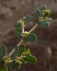 Image result for Euphorbia granulata