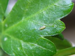 Lots of tiny white spots. White Spots On Parsley Leaves Helpfulgardener Com