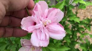 Image result for Hibiscus syriacus ´Pink Chiffon