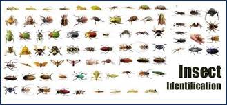 43 expository insect identification chart