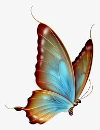Butterfly wallpaper background nature insect garden flower animal wing vintage. Png Transparent Background Clipart Transparent Background Butterfly Png Transparent Png 782x1000 Free Download On Nicepng