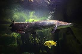 Jumlah habitat yang berkurang, polusi air, dan diperparah dengan penangkapan ikan secara berlebihan menyebabkan beberapa jenis ikan hias air tawar langka beberapa tahun terakhir. 13 Ikan Hias Air Tawar Yang Gampang Dipelihara Tidak Mudah Mati