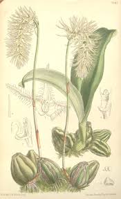 Image result for Bulbophyllum expallidum