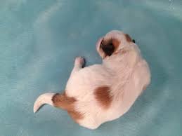 New litter of 4 teddybears!! Teddy Bear Breeder Iowa Puppies For Sale Shipping 150
