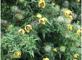 Check spelling or type a new query. Clematis Tangutica Bill Mackenzie