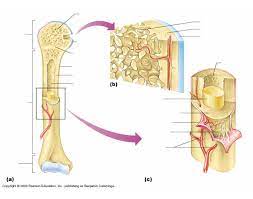 Structure of long bone although there are many different types of bones in the skeleton, we will discuss the different parts of a specific type of bone give your diagram a caption or heading. Long Bone Anatomy