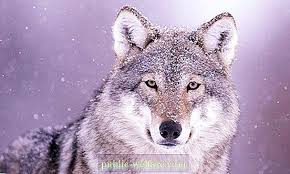 About the closest shade we'll. What Color Is The Wolf S Eyes Are There Wolves With Blue Eyes Nature 2021