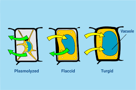 What does Turgid mean in Biology? | TEL Gurus Biology Questions
