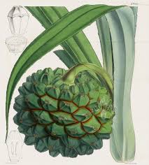 Image result for Pandanus candelabrum