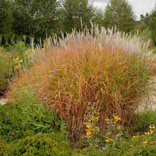 Image result for Miscanthus