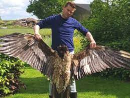 Met een spanwijdte van bijna drie meter is de lammergier een van de grootste vogels in de wereld en dé grootste in europa. 4mr6zng0x3g3bm