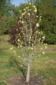 Image result for magnolie sunsation